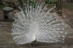 1701